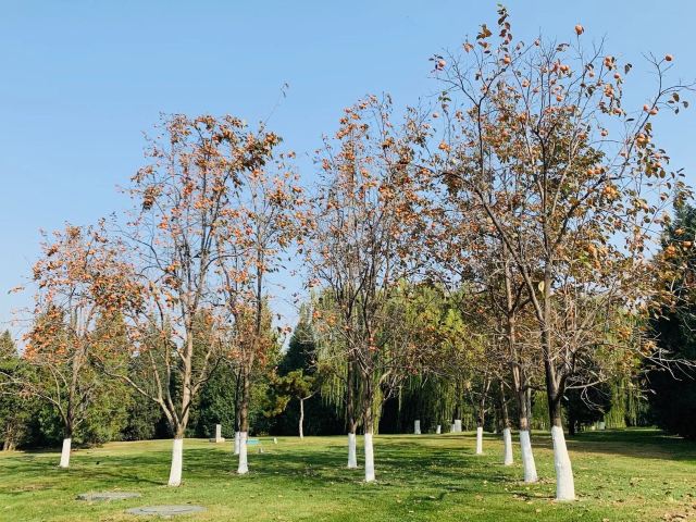 四得公园旅行图片 4