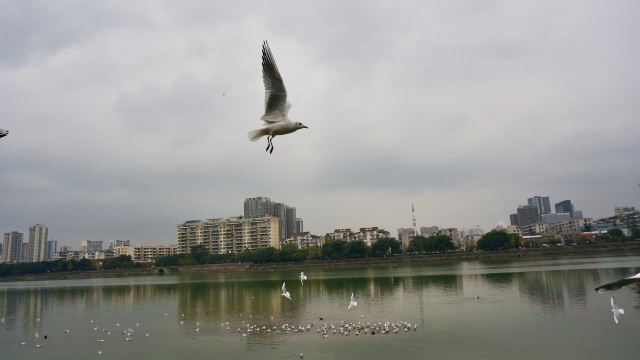 旌湖文化艺术长廊旅行图片 4
