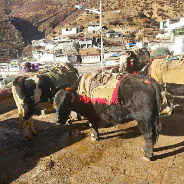 恰嘎曲德寺旅行图片 8