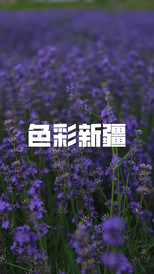 霍城游记图片] 「小原带你游新疆」色彩夏日：一望无际的霍城紫