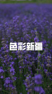霍城游记图文-「小原带你游新疆」色彩夏日：一望无际的霍城紫