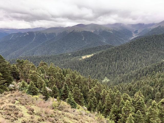 鲁朗林海风景区旅行图片 4