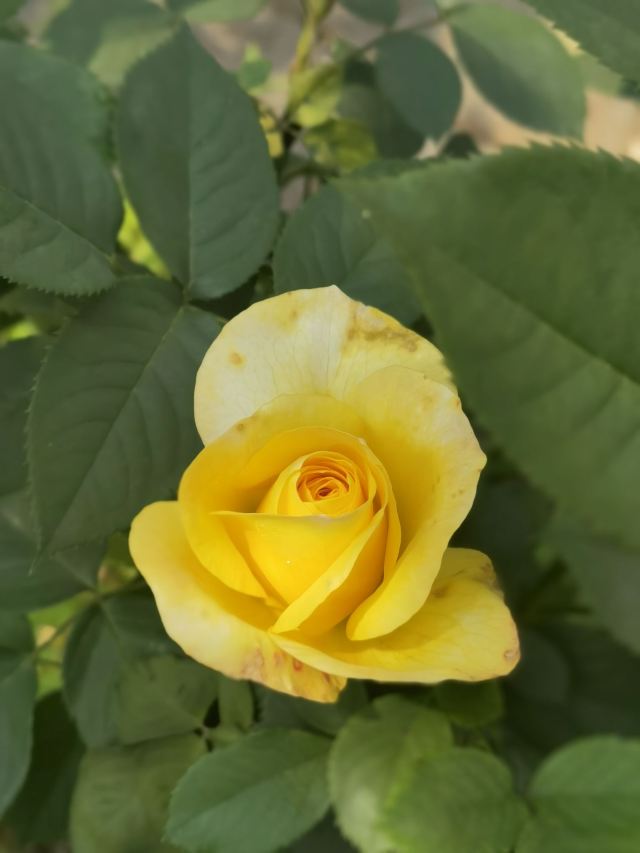 南岭植物园旅行图片 6