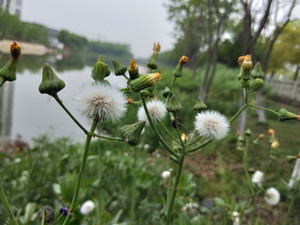 沙家浜镇游记图文-唐市老街，伶听清冷的脚步声