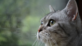 镇江西津渡宠物房