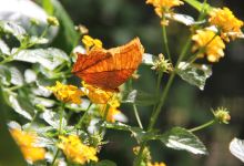 Sulphur Creek Nature Center景点图片