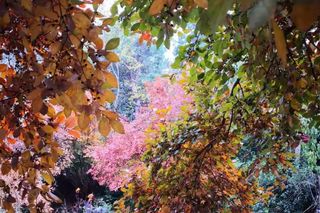 枫红银杏杏黄如油画,武汉花乡茶谷秋意浓,等你来打卡