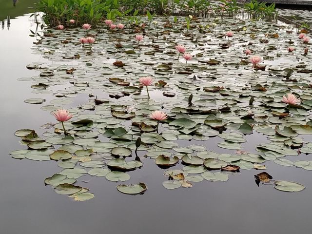 海湾公园旅行图片 8