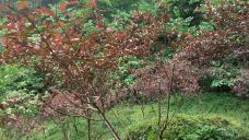 天一巷景区-新宁-YoYo_1L9R0N4W