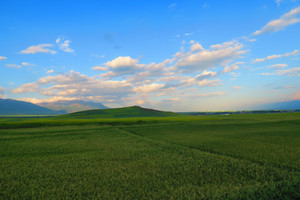 门源游记图文-青甘大环线第一天：7月23日在门源百里油菜花景区外远眺