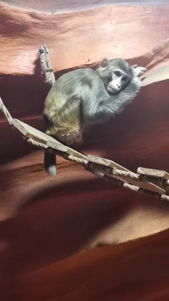 灵客欢乐动物园旅行图片 1