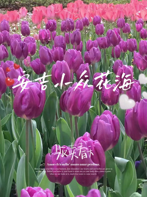别去太子湾人挤人了!来安吉看看小众花海吧