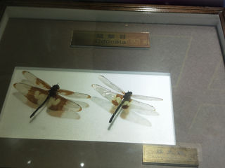 昆虫博物馆，见识昆虫世界（上）