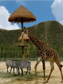 皋兰游记图片] 给兰州野生动物园一个机会，一起来体验一下吧