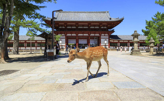 奈良10项旅游全攻略！观光景点、美食、饭店住宿、交通方式等