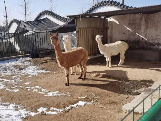 马家庄动物园