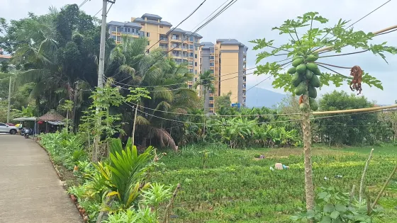 番茅黎寨