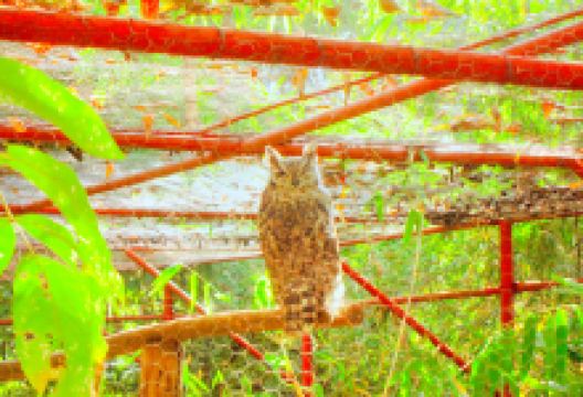 Lilongwe Wildlife Centre景点图片