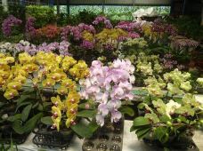 宝岛花园-花莲-流浪的心676