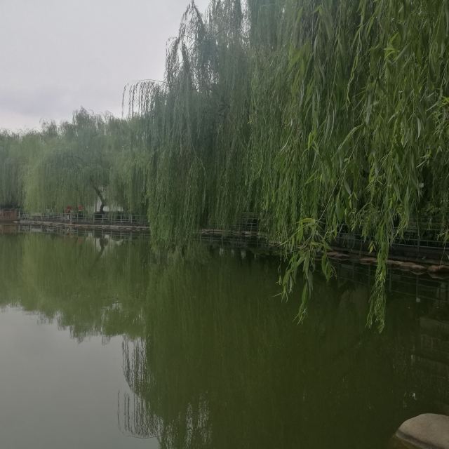 莲湖公园旅行图片 11
