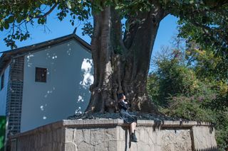 不期而遇的惊喜,与大理梦蝶庄来一场美丽的邂逅