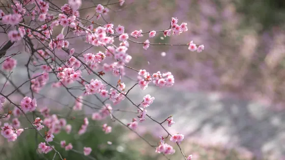 黛秀湖公園