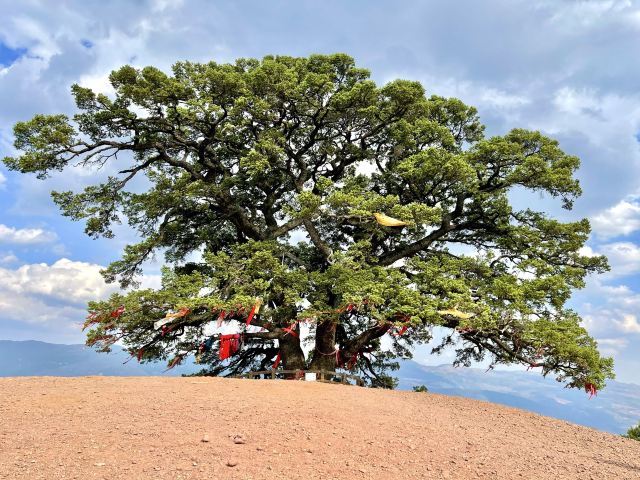红土地千年老龙树(暂停开放)旅行图片 9