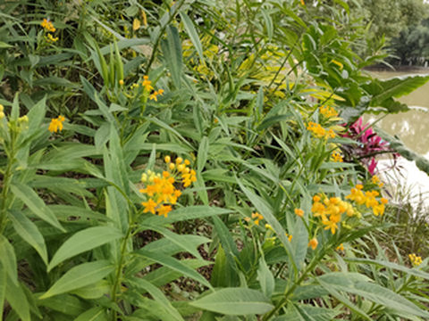 马利筋,万紫千红一抹黄