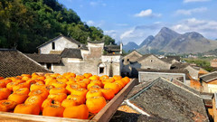 广西游记图片] 恭城的月柿红了，广西的秋天来了！