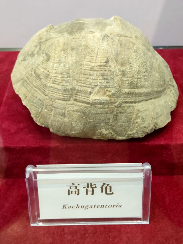 蓝田猿人遗址旅行图片 9