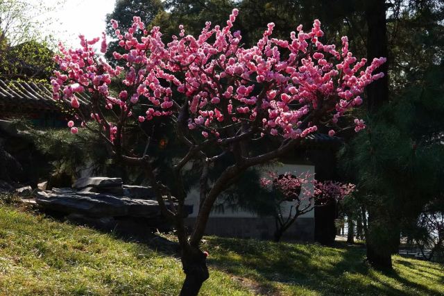 地坛公园旅行图片 1