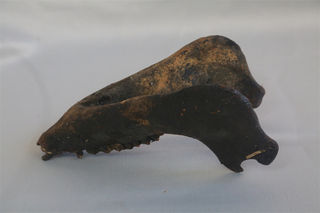 揭秘:黎族人狩猎之后是怎样分配猎物的