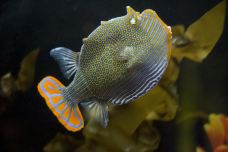 墨尔本水族馆-墨尔本