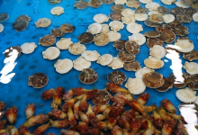 东海市水产流通中心和水产物流通中心购物图片