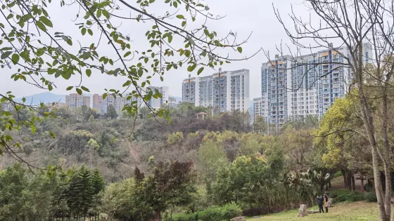 黃桷樹公園