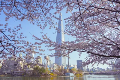 Cherry Blossom Viewing in Seoul