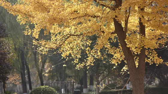 古樹苑