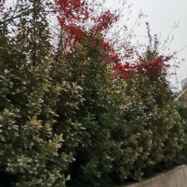 岭南公园旅行图片 1