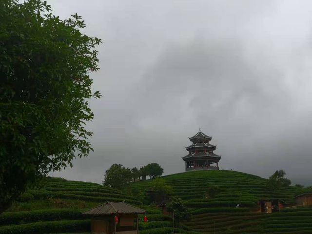 布央茶山旅游区旅行图片 1