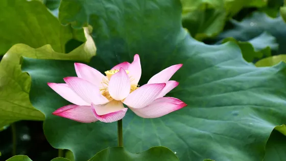 環溪村