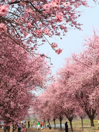 成都摘星！宅家结束去哪儿玩？赏美人梅、竹艺村庄、穿越菜花田的小火车，带娃爬山洗肺！