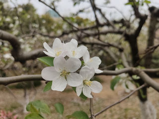 西府海棠,海棠家族的大家闺秀