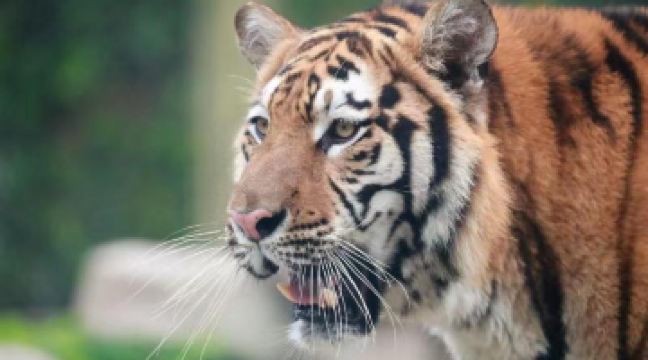 【跟团游】上海迪士尼度假区 上海野生动物园 东方明…5日·纯玩0自费