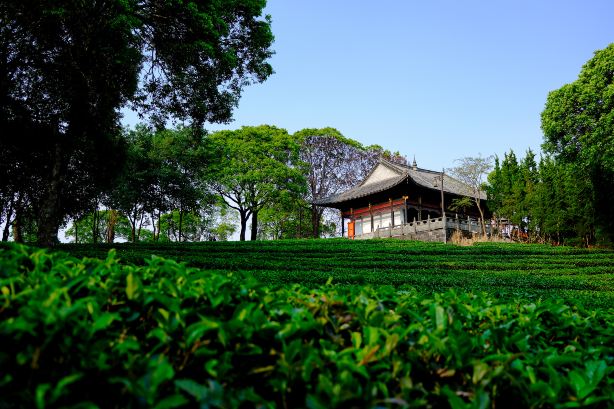 中华普洱茶博览苑景点图片