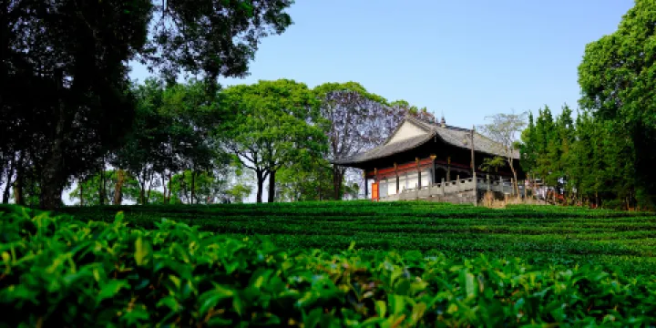 中華普洱茶博覽苑