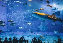 冲绳美丽海水族馆景点图片