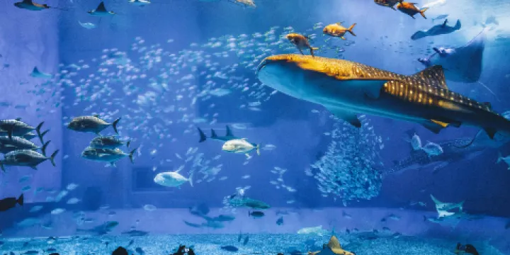 沖繩美麗海水族館