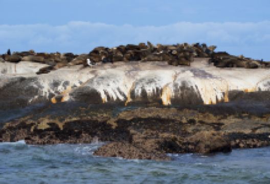 海豹岛景点图片