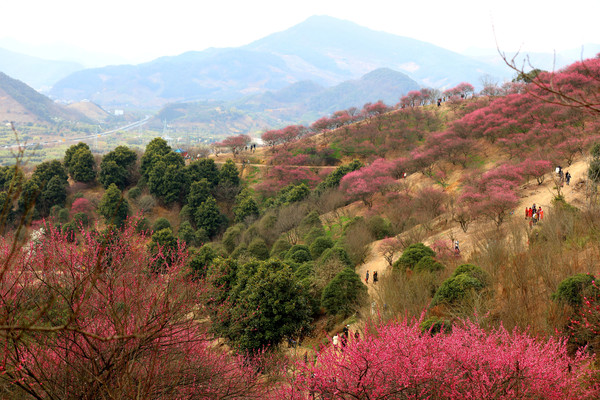 逛古村、赏梅花，新春宁波二日游