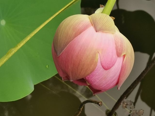 航天城中湖公园旅行图片 4